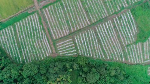吃瓜博主新余,新余吃瓜博主带你揭秘当地热点事件
