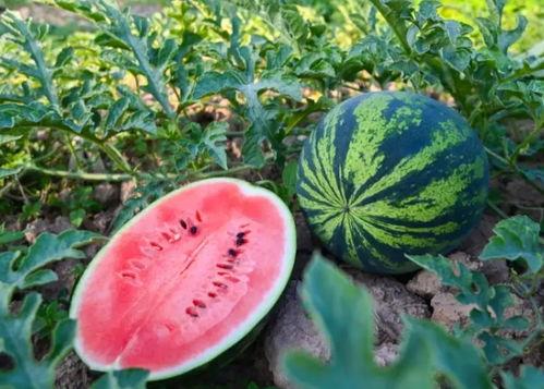 河南农民吃瓜视频,共享丰收喜悦