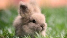 小兔吃瓜直播,趣味横生的瓜界盛宴