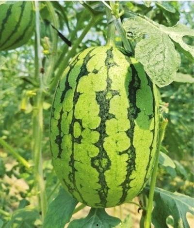 武汉菜根花吃瓜,探寻武汉街头独特的夏日美食风情