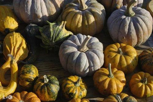 吃瓜人南瓜人,南瓜人生