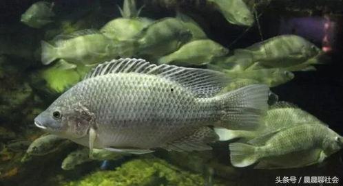 罗非鱼吃老瓜还是嫩瓜好,揭秘最佳饲料选择