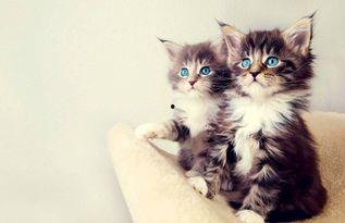 满月猫吃瓜视频,萌态十足，网友直呼可爱爆表！