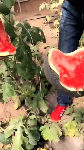 黑皮瓜让不让吃,揭秘其食用争议，究竟让不让吃？