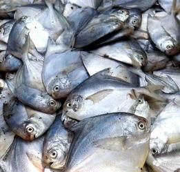 吕四最近吃瓜视频,揭秘网络热传视频背后的故事