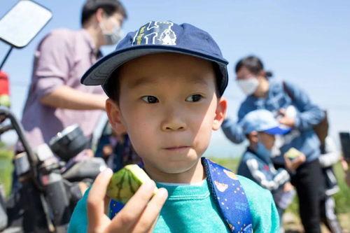 欢乐吃瓜课tf,TF版带你领略娱乐圈的趣味瞬间